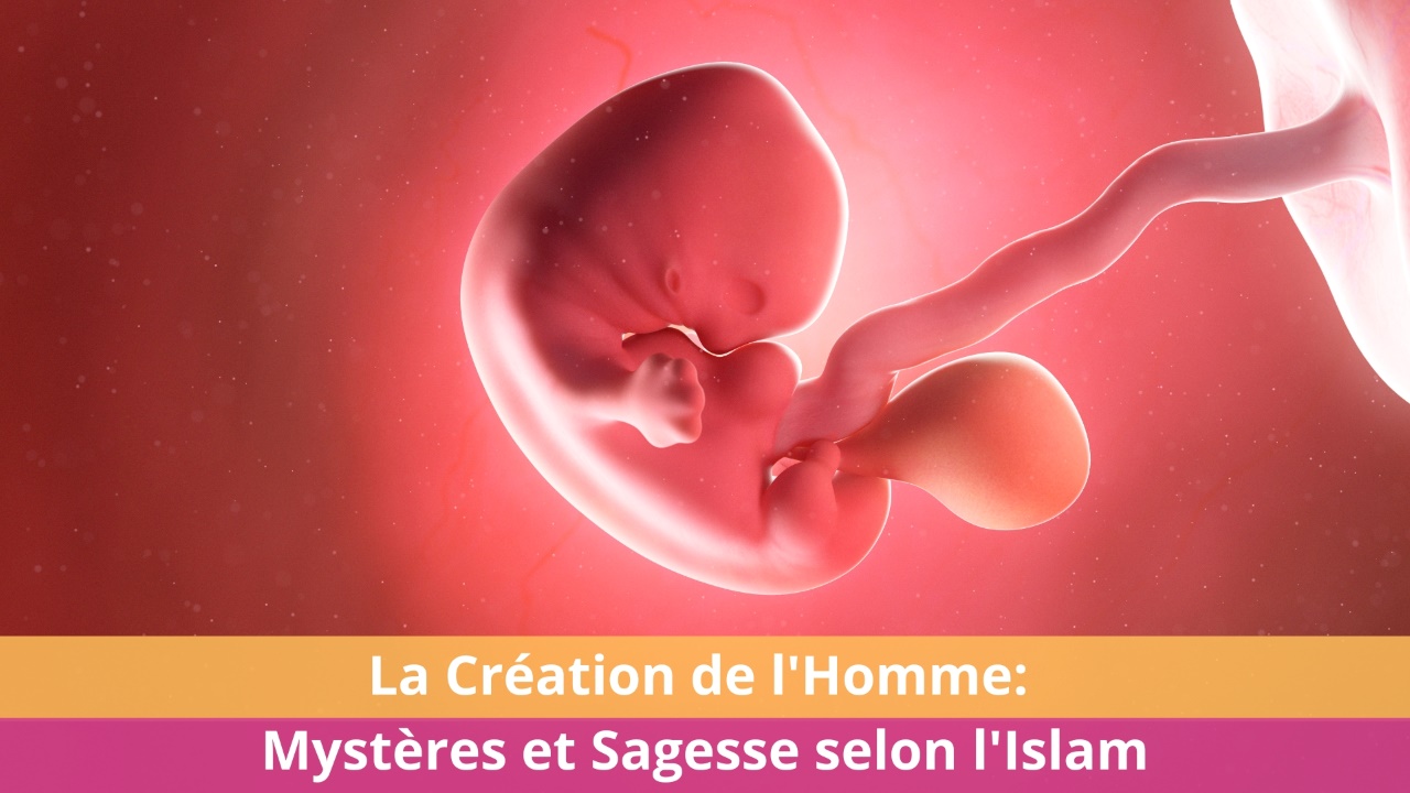 La Création de l'Homme: Mystères et Sagesse selon l'Islam